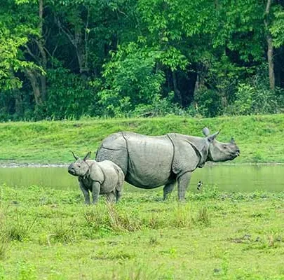 Assam - Meghalaya Tour Package — photo 2