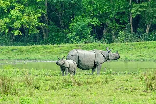 Assam - Meghalaya Tour Package — photo 4